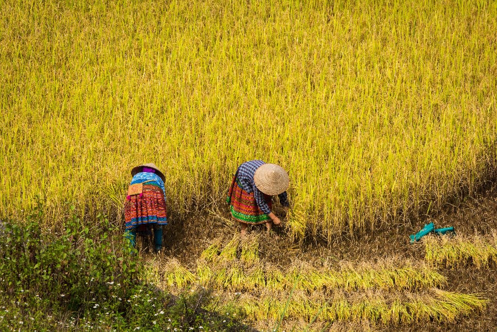 Meet the farmers building our food-secure world